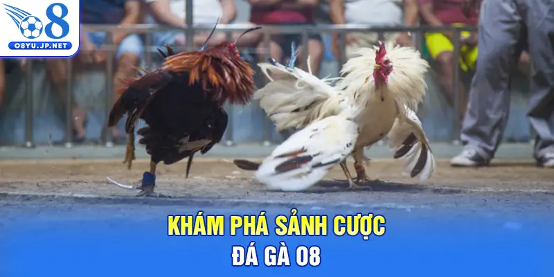 Khám phá sảnh cược đá gà O8